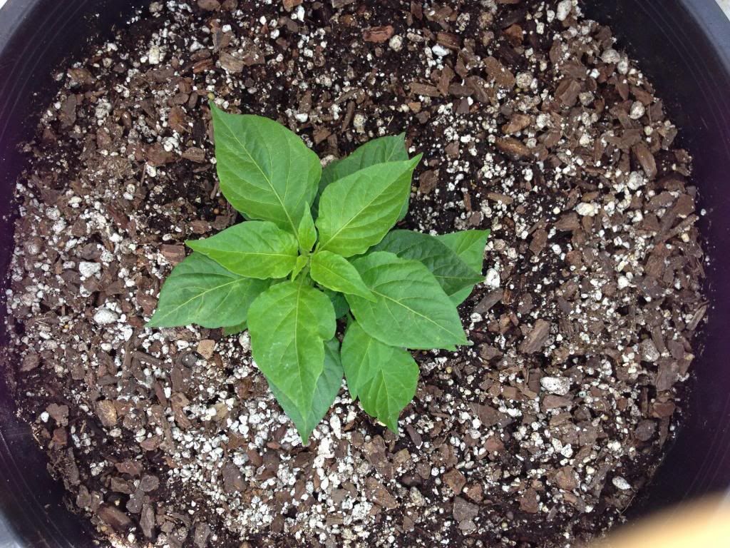  photo Picture026_zpsbefd2767.jpg